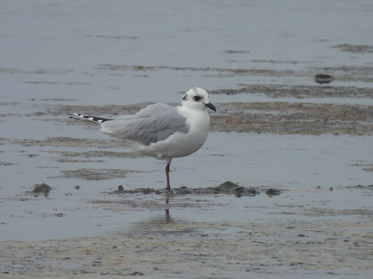 Китайская чайка - ML647168661