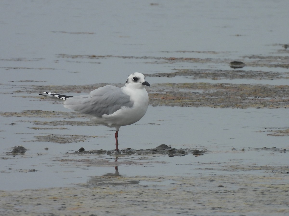 Китайская чайка - ML647168662