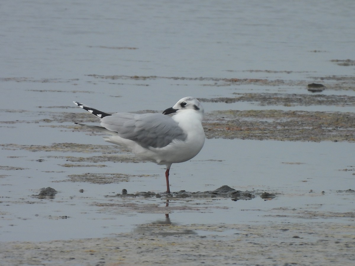 Китайская чайка - ML647168663