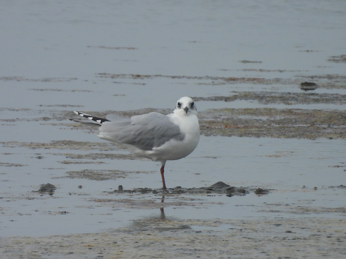 Китайская чайка - ML647168664