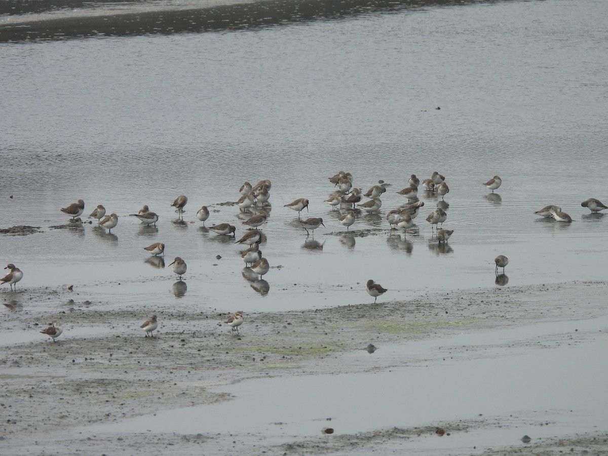 Чернозобик - ML647168665