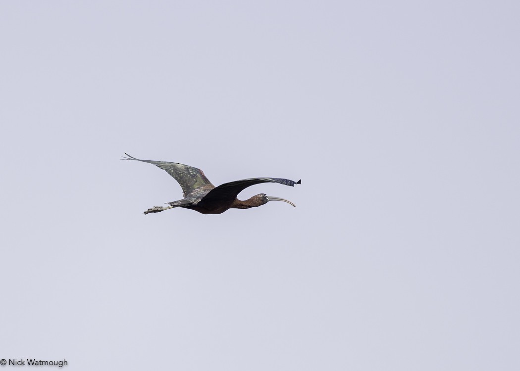 Каравайка - ML647168667