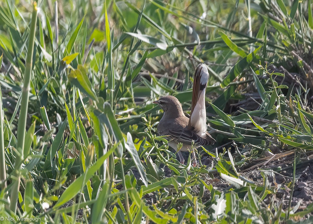 Rufous-tailed Scrub-Robin - ML647168671