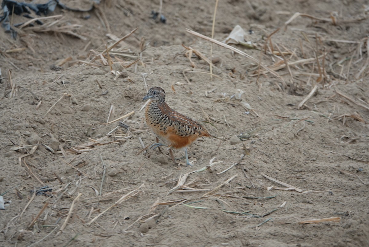 Barred Buttonquail - ML647168672