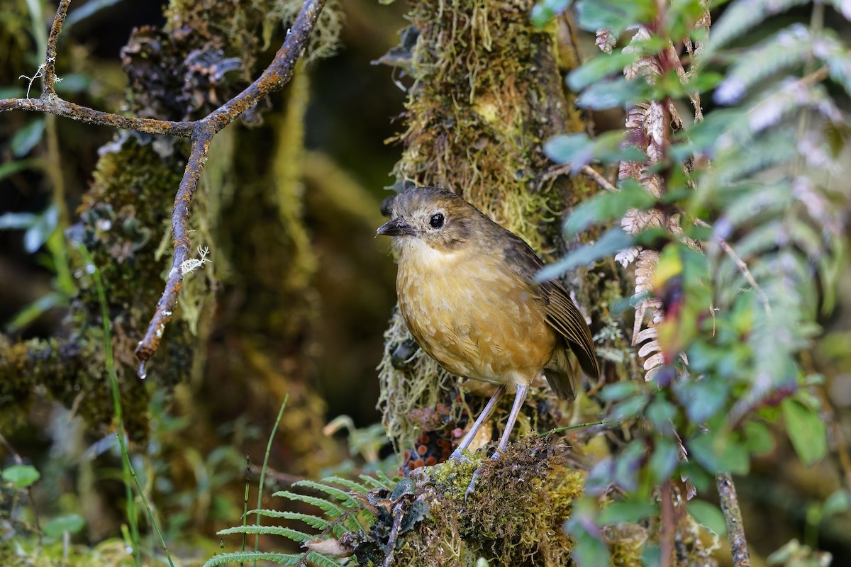 Tawny Antpitta - ML647168675