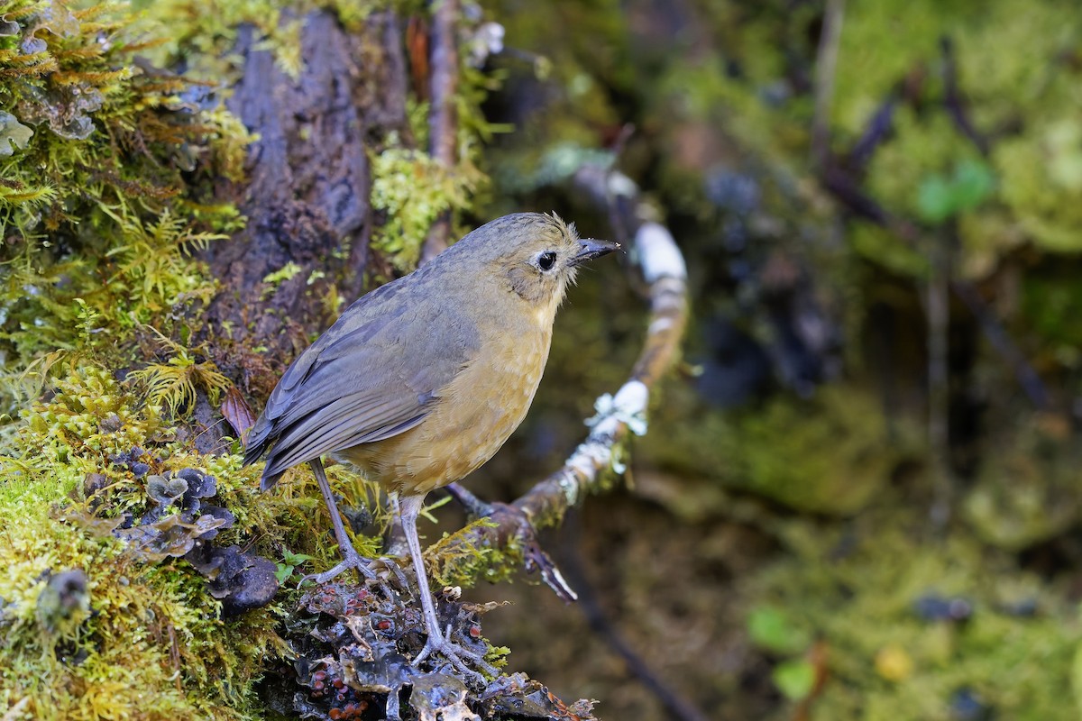 Tawny Antpitta - ML647168676