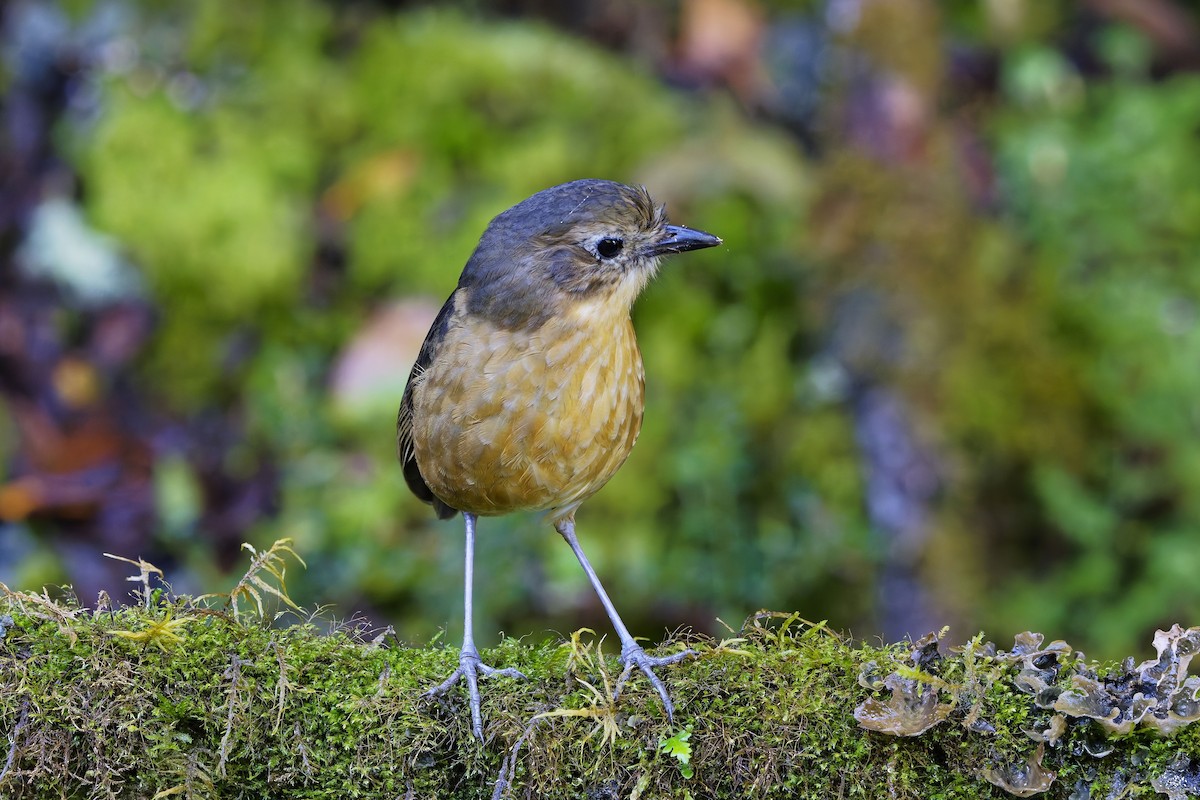Tawny Antpitta - ML647168677