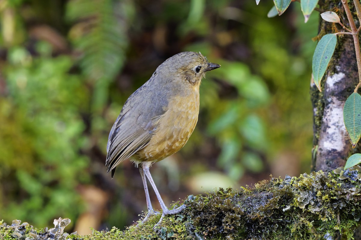 Tawny Antpitta - ML647168678