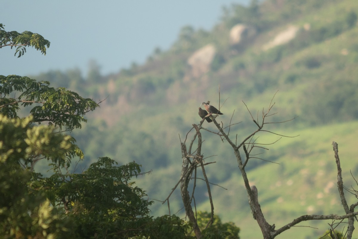 Eastern Bronze-naped Pigeon - ML647168679