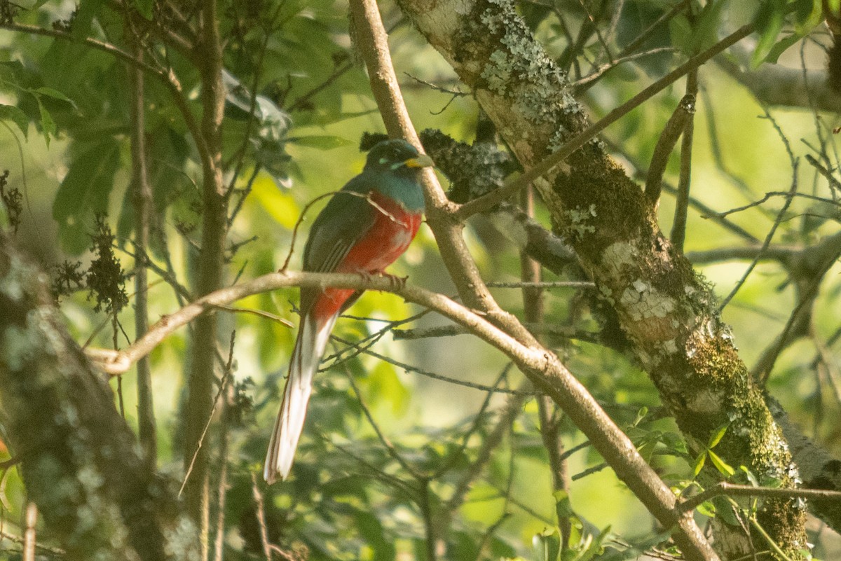 Narina Trogon - ML647168680