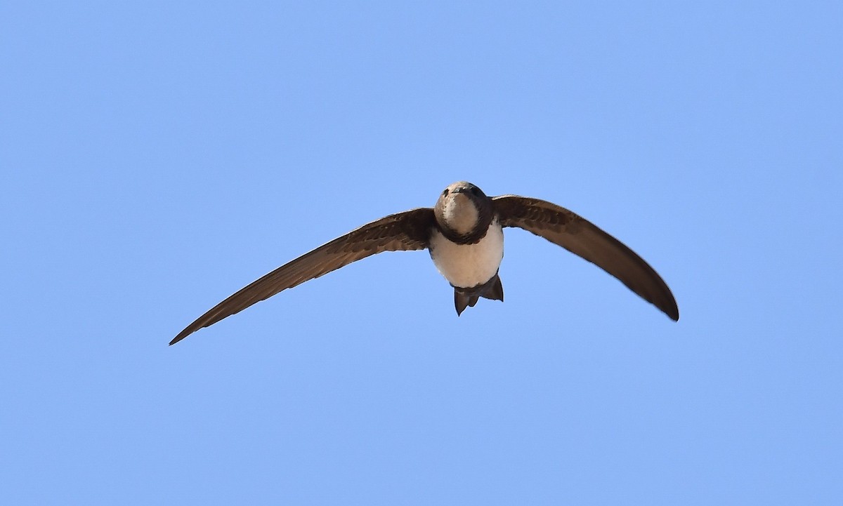 Alpine Swift - ML647168681