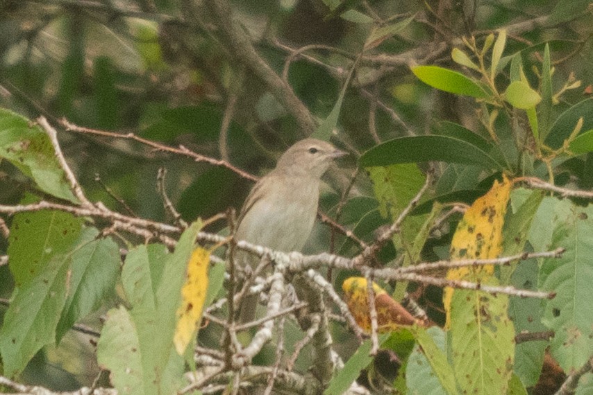 Garden Warbler - ML647168683