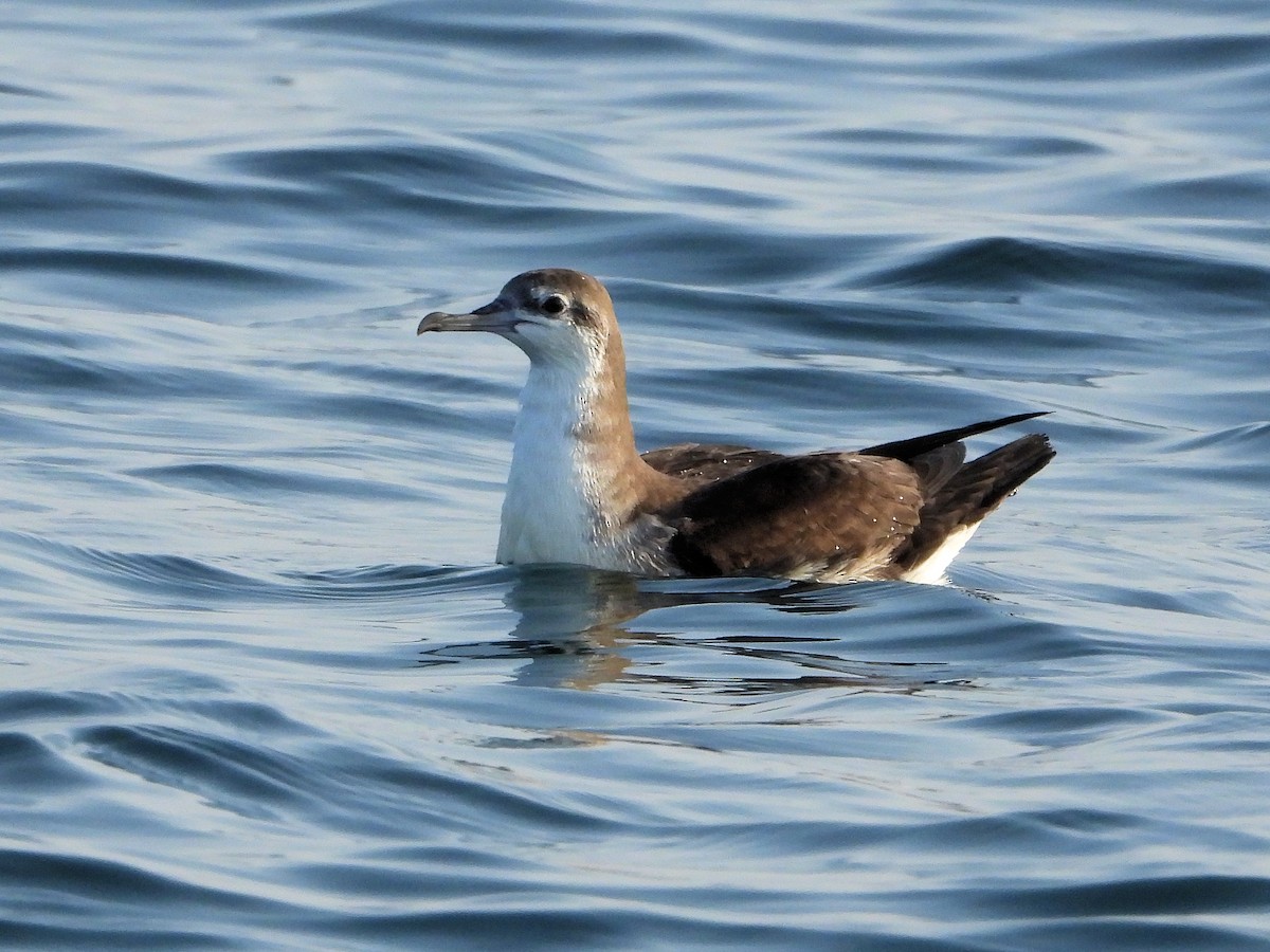 Persian Shearwater - ML647168684
