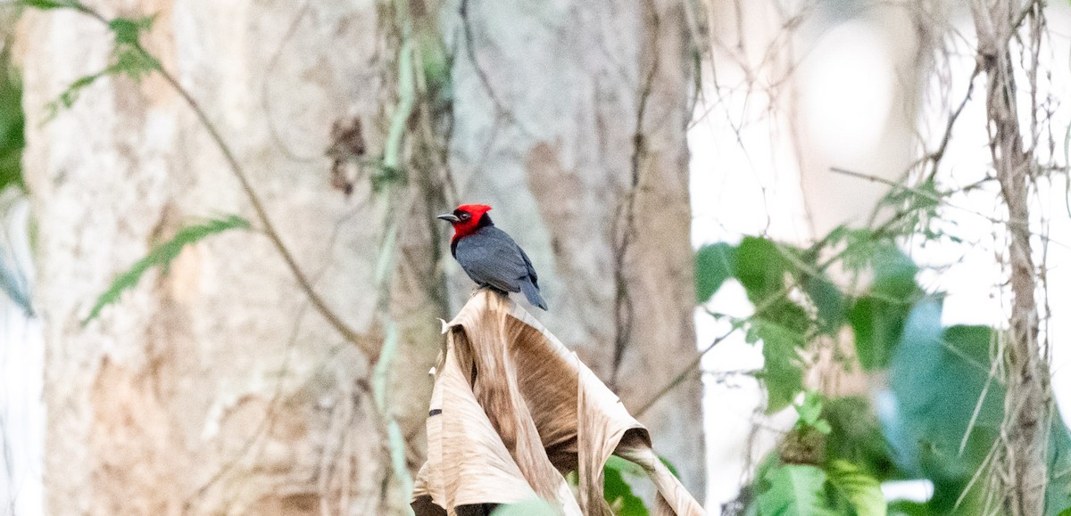 Crested Malimbe - ML647168685