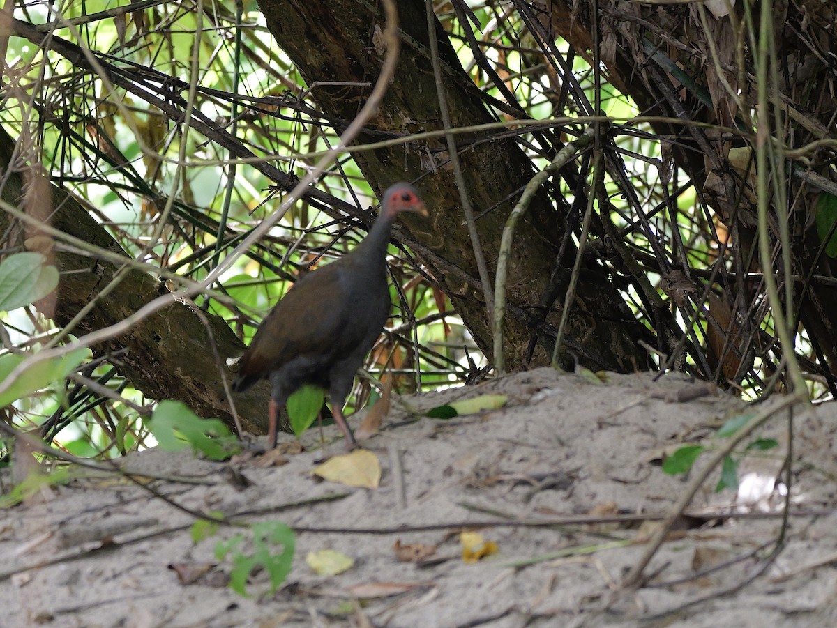 Philippine Megapode - ML647168686