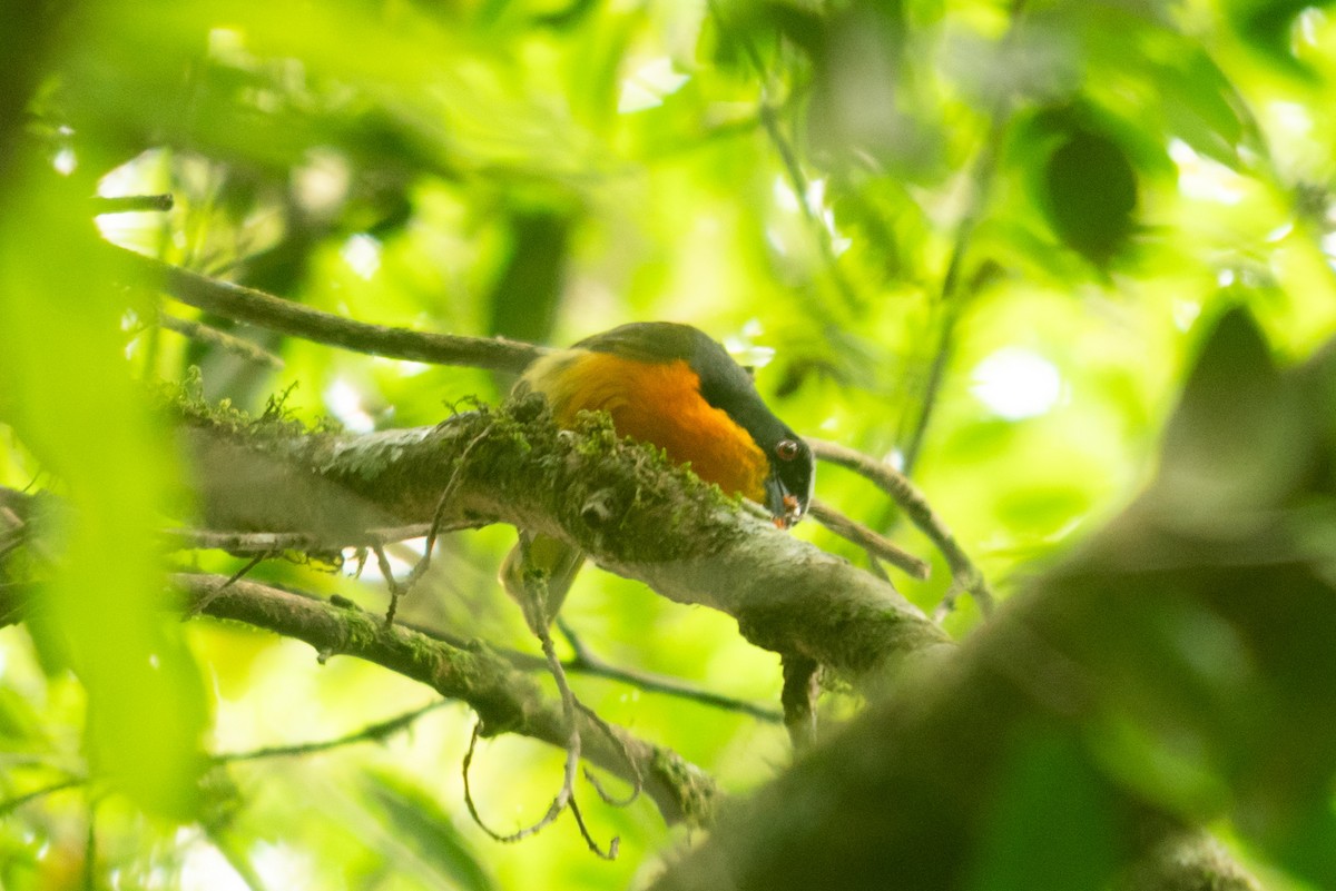 Black-fronted Bushshrike - ML647168689