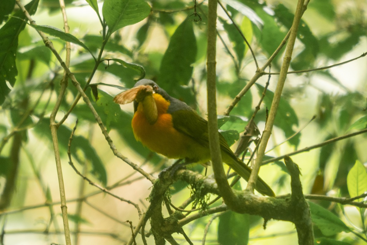 Black-fronted Bushshrike - ML647168690