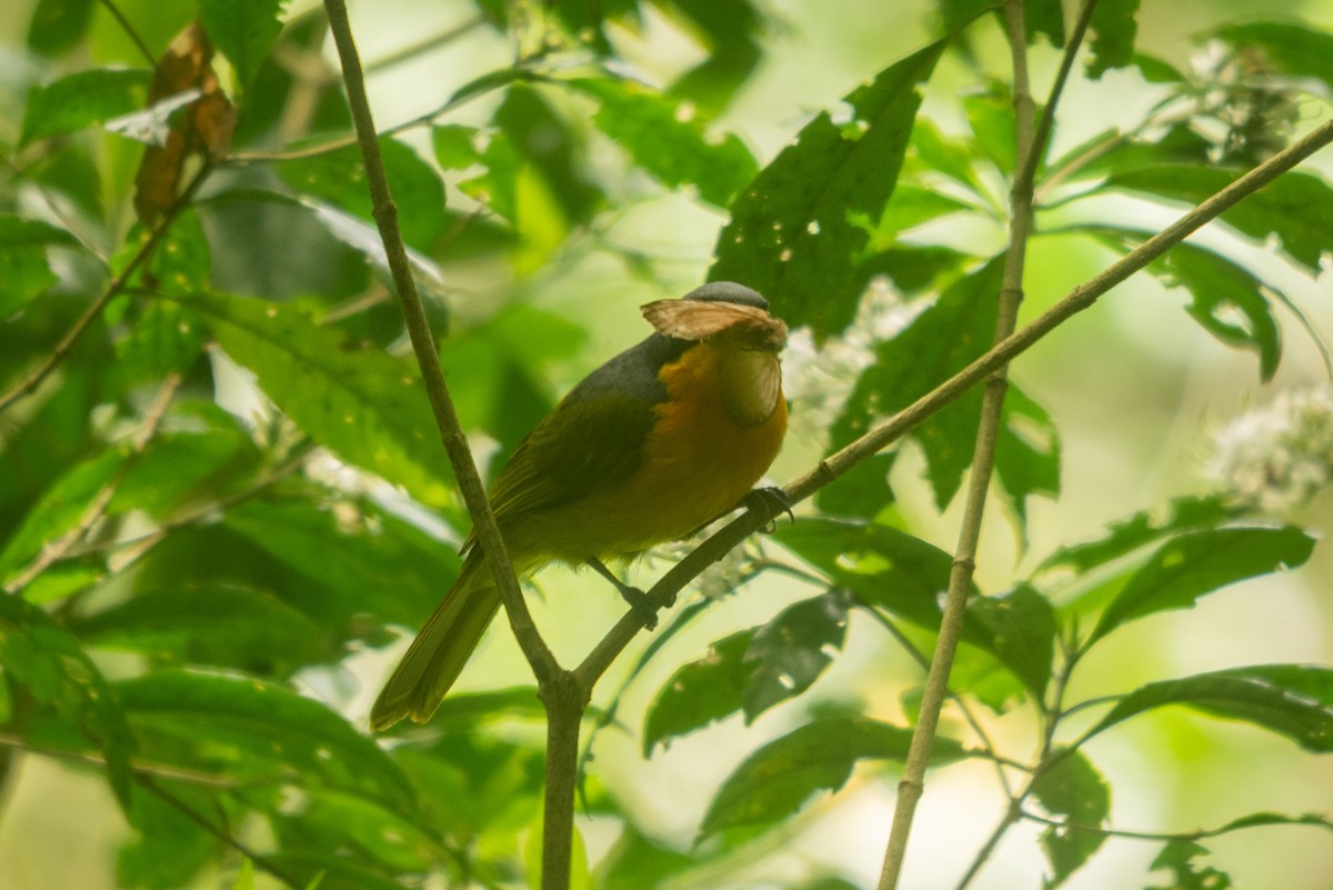 Black-fronted Bushshrike - ML647168691