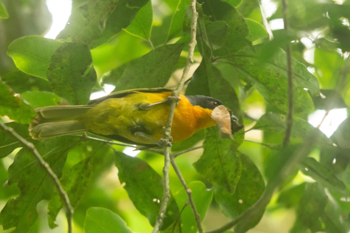 Black-fronted Bushshrike - ML647168692