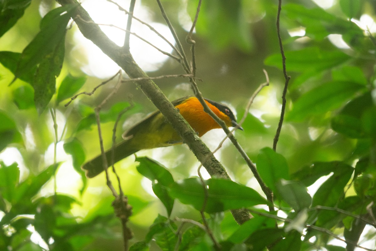 Black-fronted Bushshrike - ML647168693