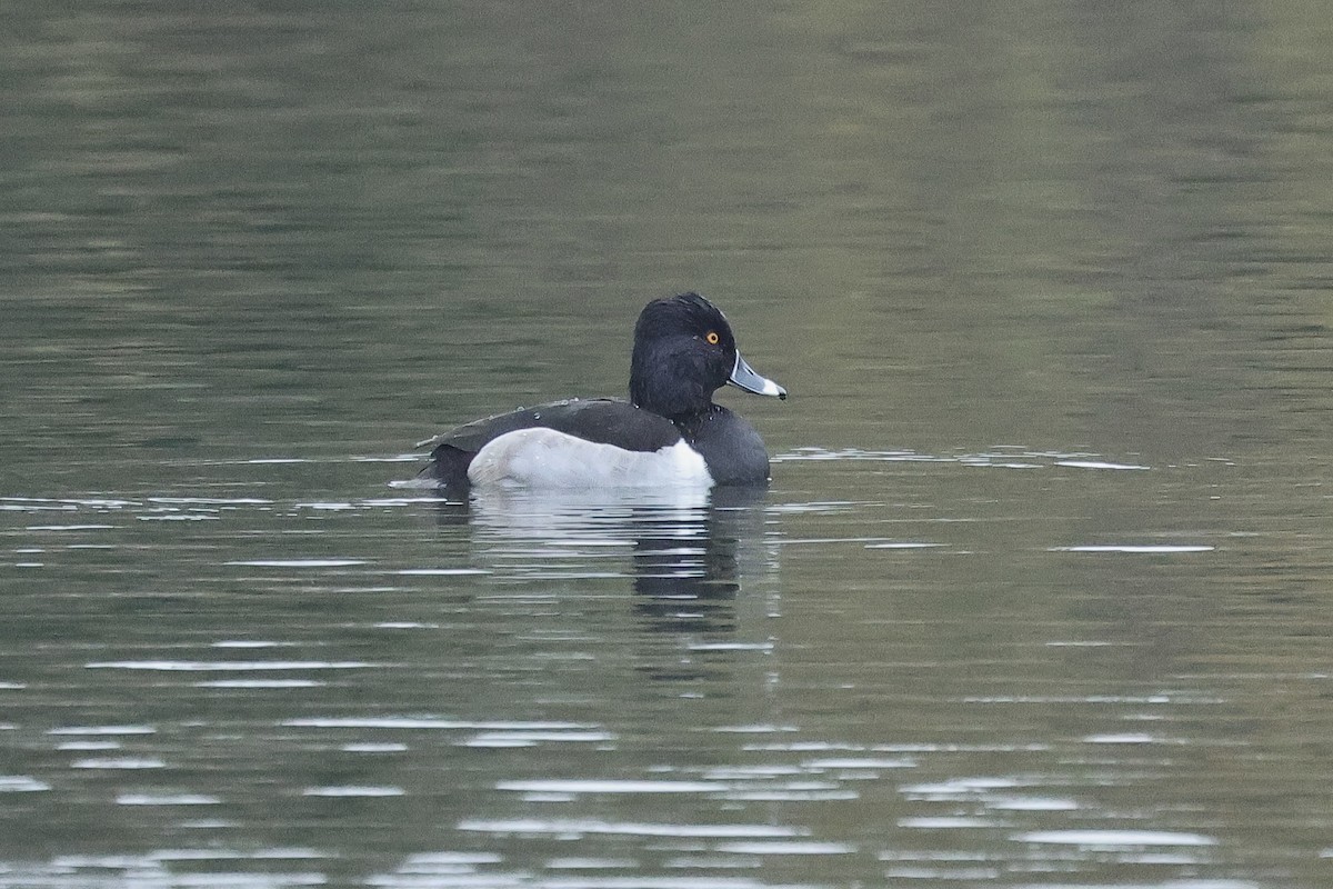 Ring-necked Duck - ML647168695