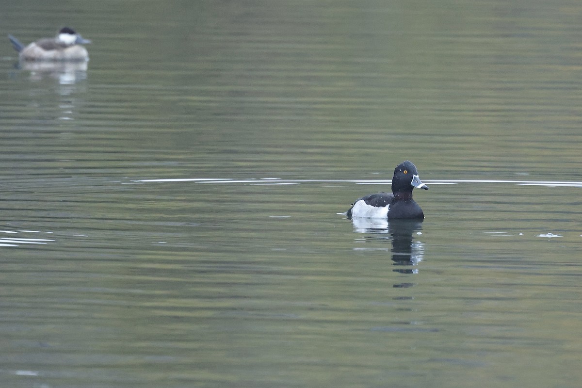 Ring-necked Duck - ML647168696