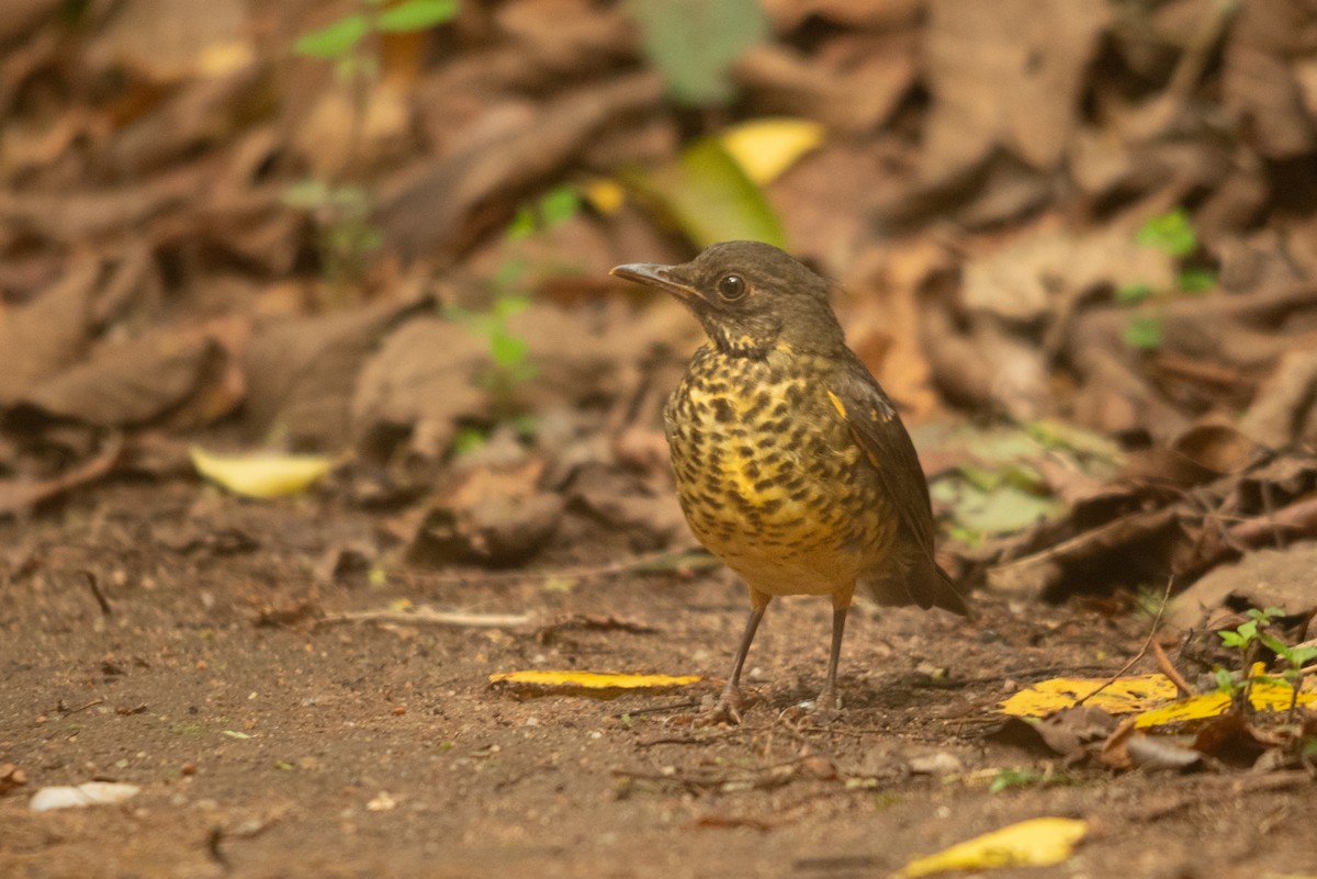 Olive Thrush - ML647168697