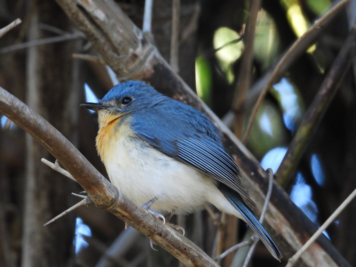 Tickell's Blue Flycatcher - ML647168698