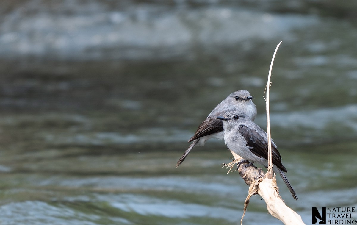Cassin's Flycatcher - ML647168699