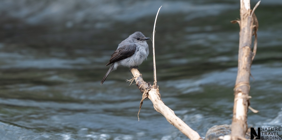 Cassin's Flycatcher - ML647168700