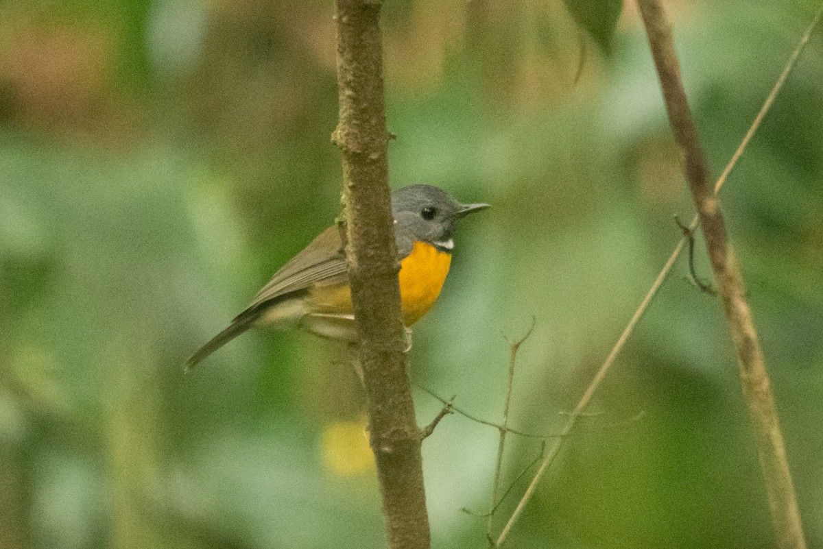 Swynnerton's Robin - ML647168701