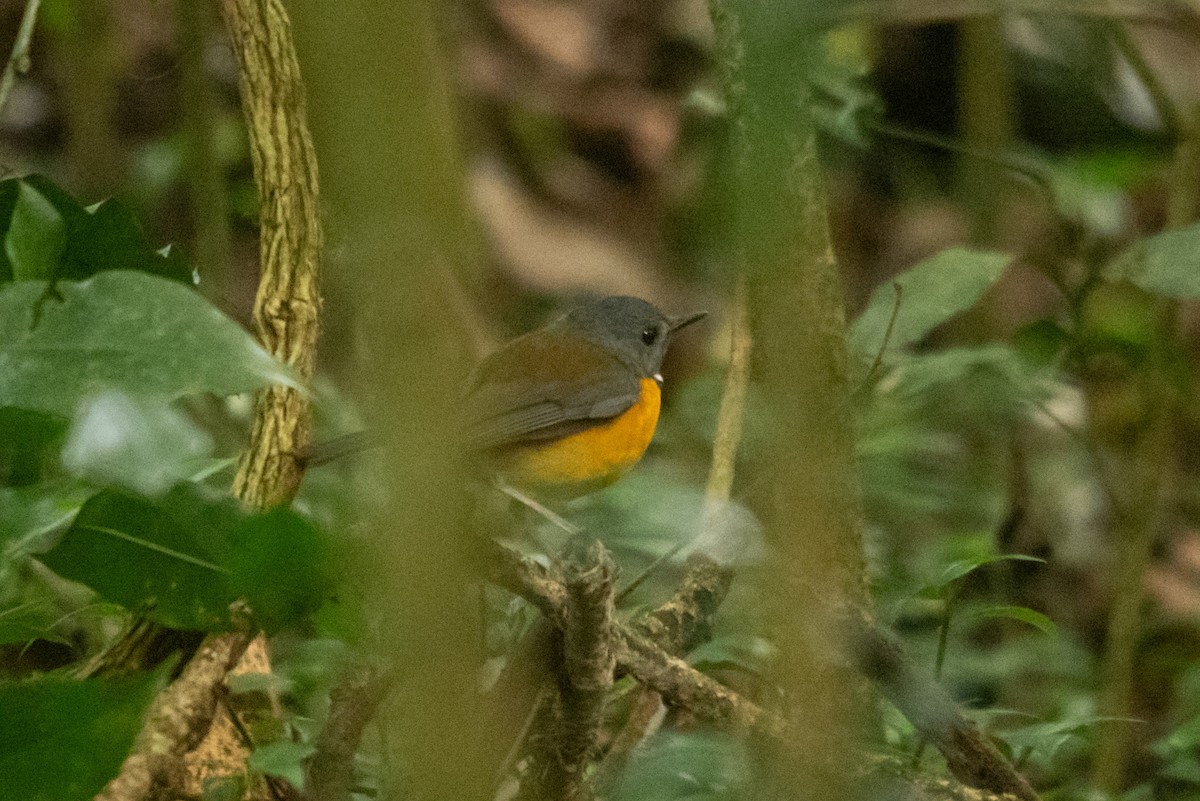 Swynnerton's Robin - ML647168702