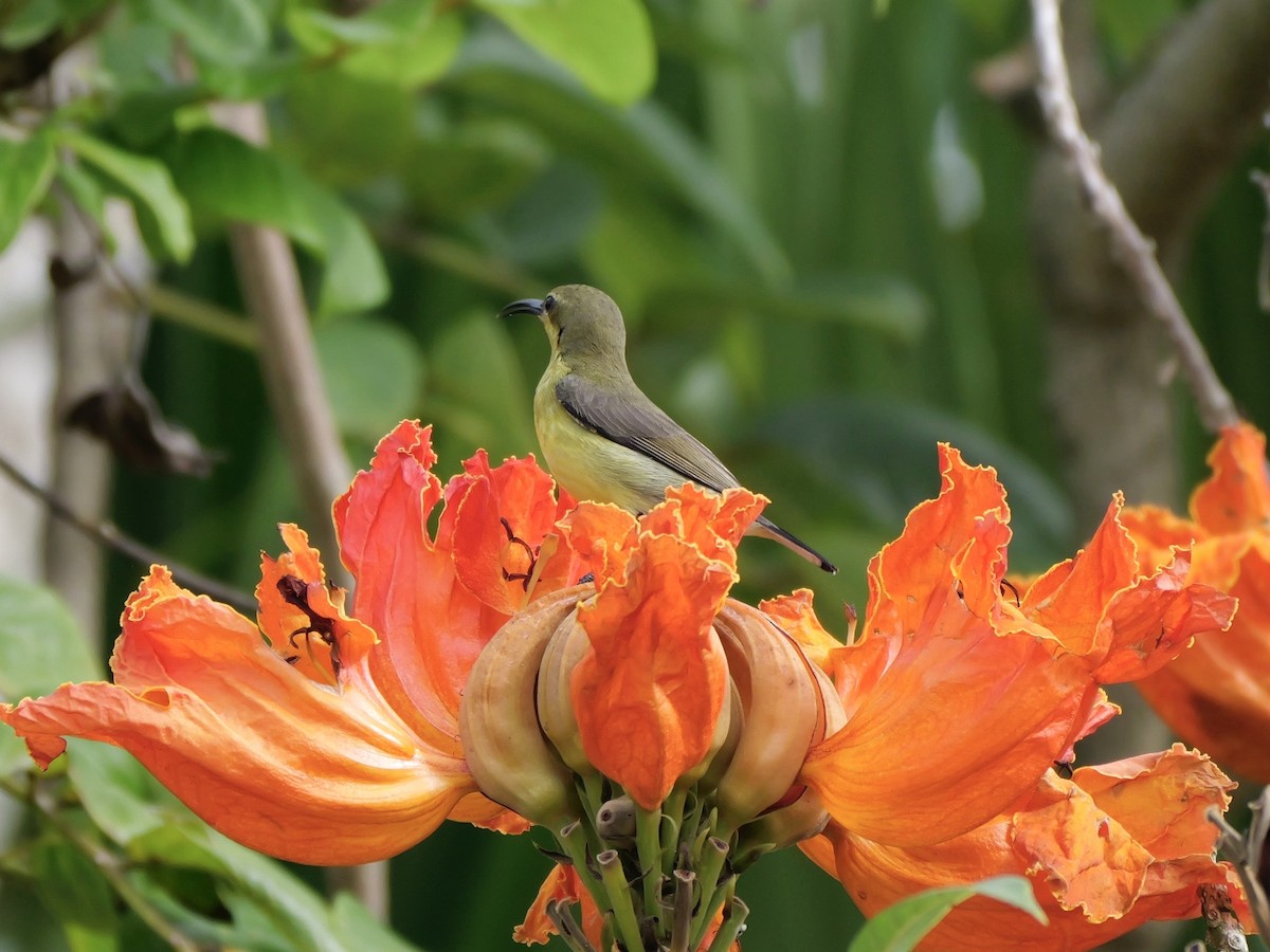 Pale Spiderhunter - ML647168703
