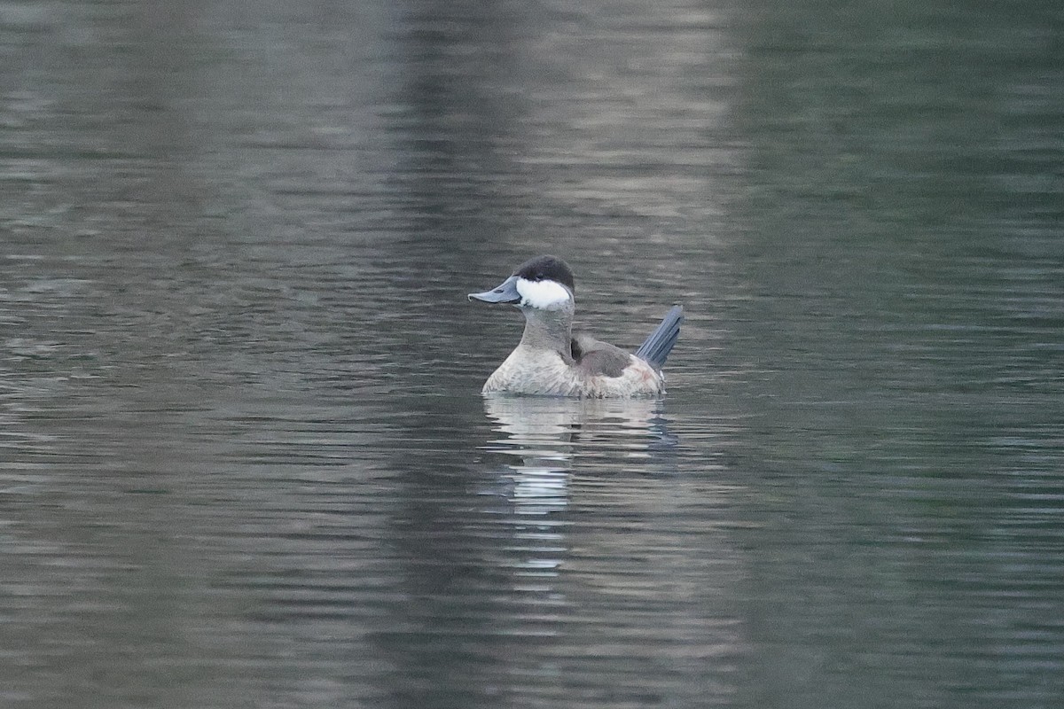 Ruddy Duck - ML647168706