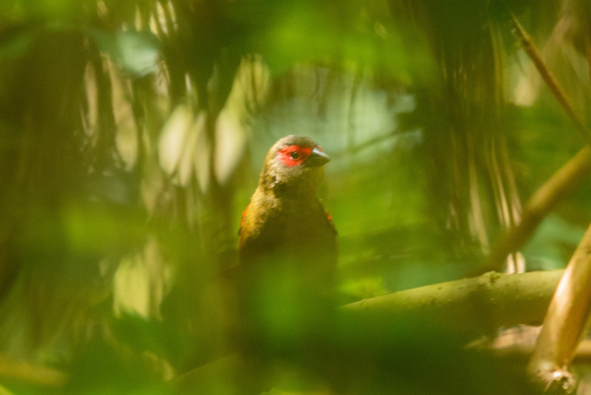 Red-faced Crimsonwing - ML647168707