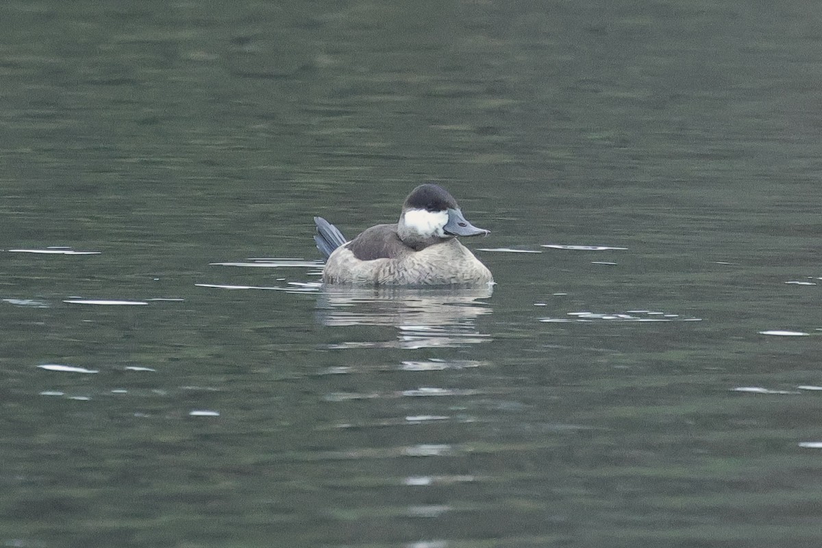 Ruddy Duck - ML647168708