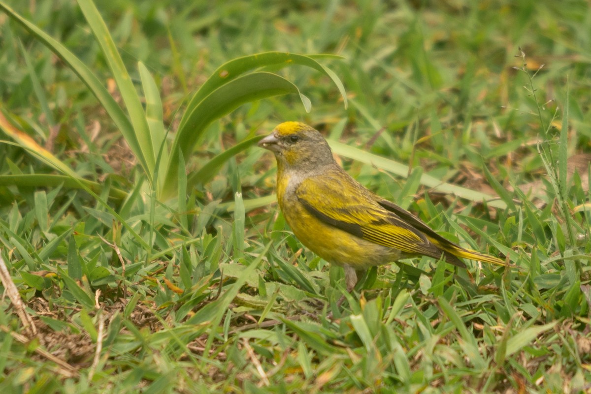 Cape Canary - ML647168709