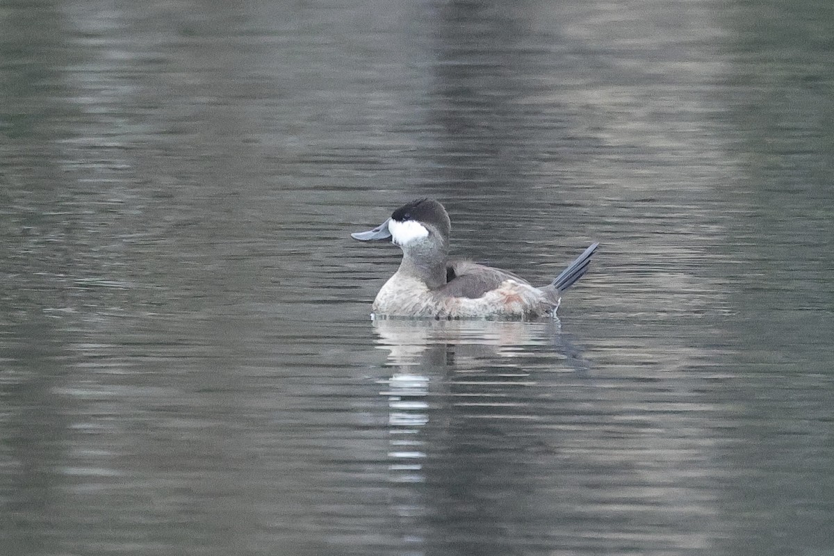 Ruddy Duck - ML647168710