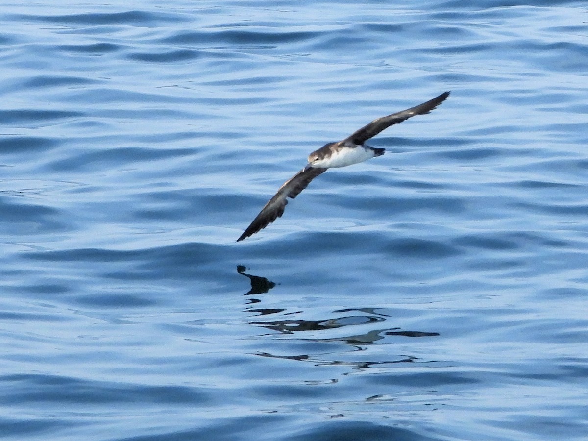 Persian Shearwater - ML647168711