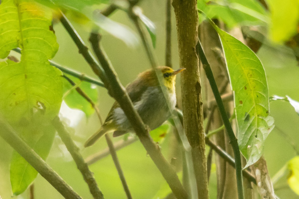 Yellow-throated Woodland-Warbler - ML647168714