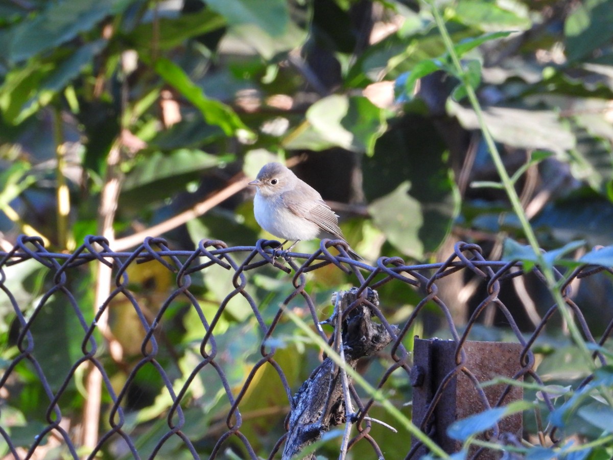 Red-breasted Flycatcher - ML647168715
