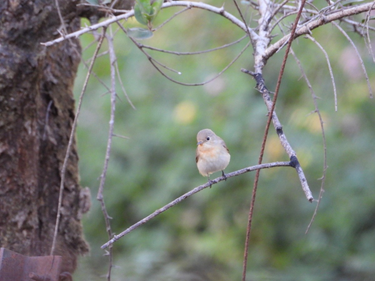 Red-breasted Flycatcher - ML647168716