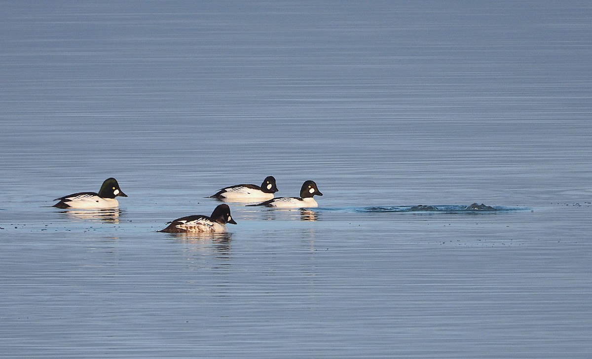 Common Goldeneye - ML647168719
