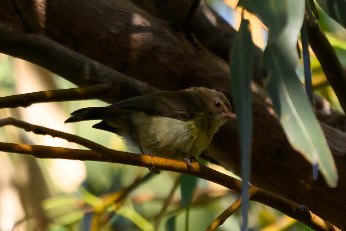 Weebill - ML647168720