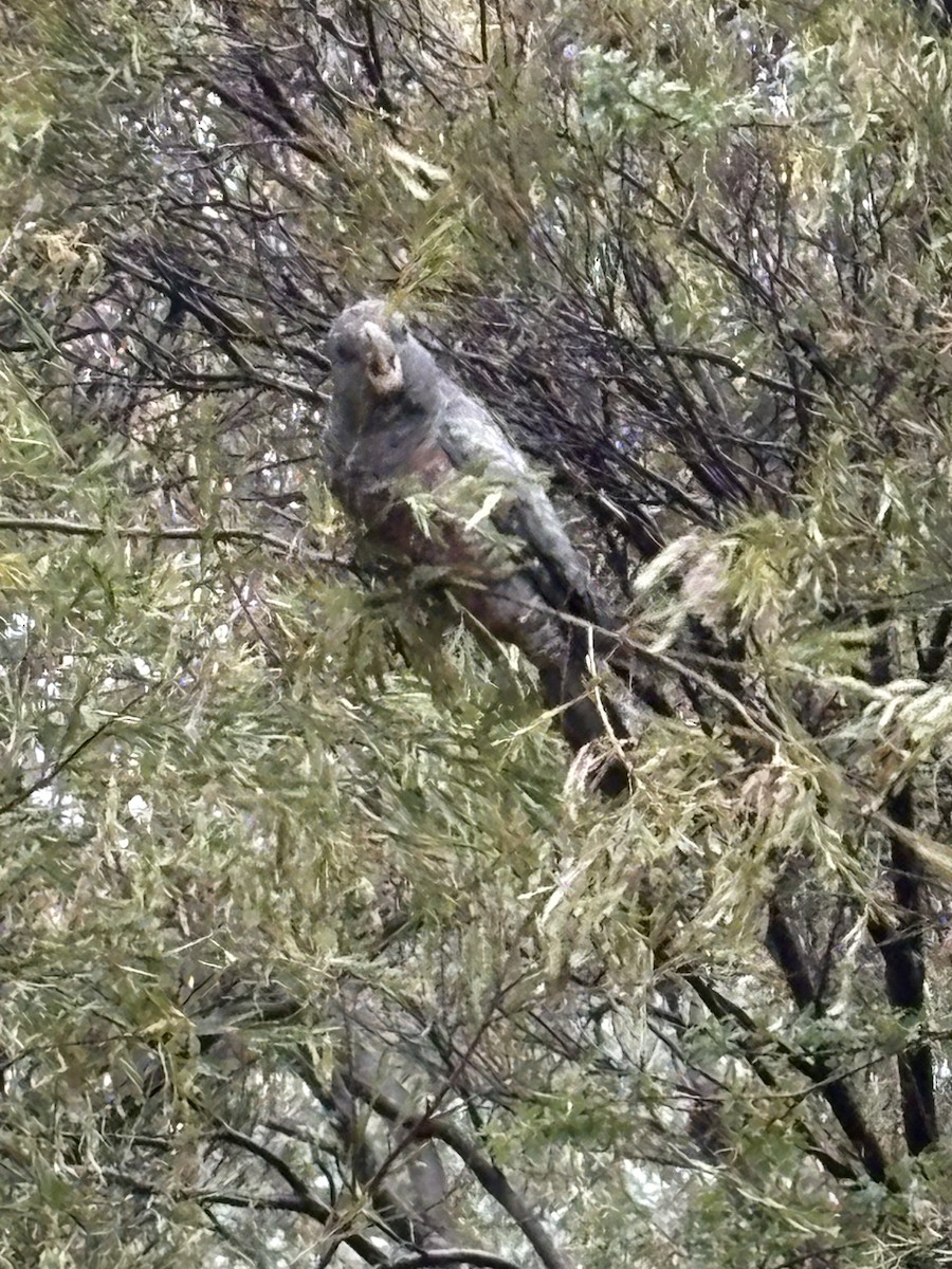 Gang-gang Cockatoo - ML647168722