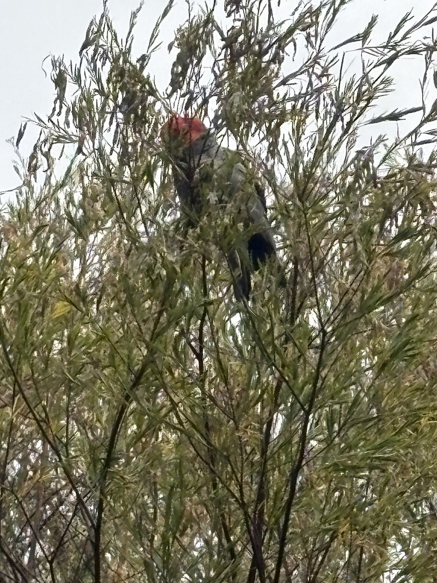 Gang-gang Cockatoo - ML647168723