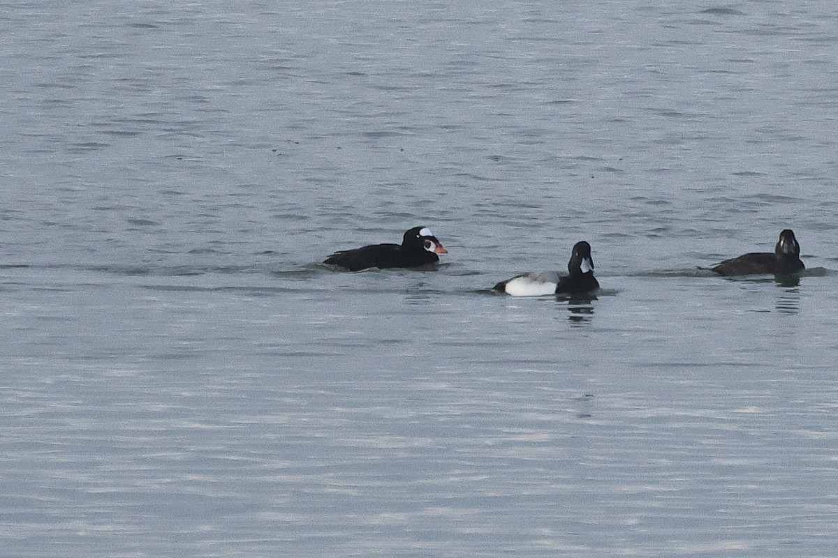 Surf Scoter - ML647168729