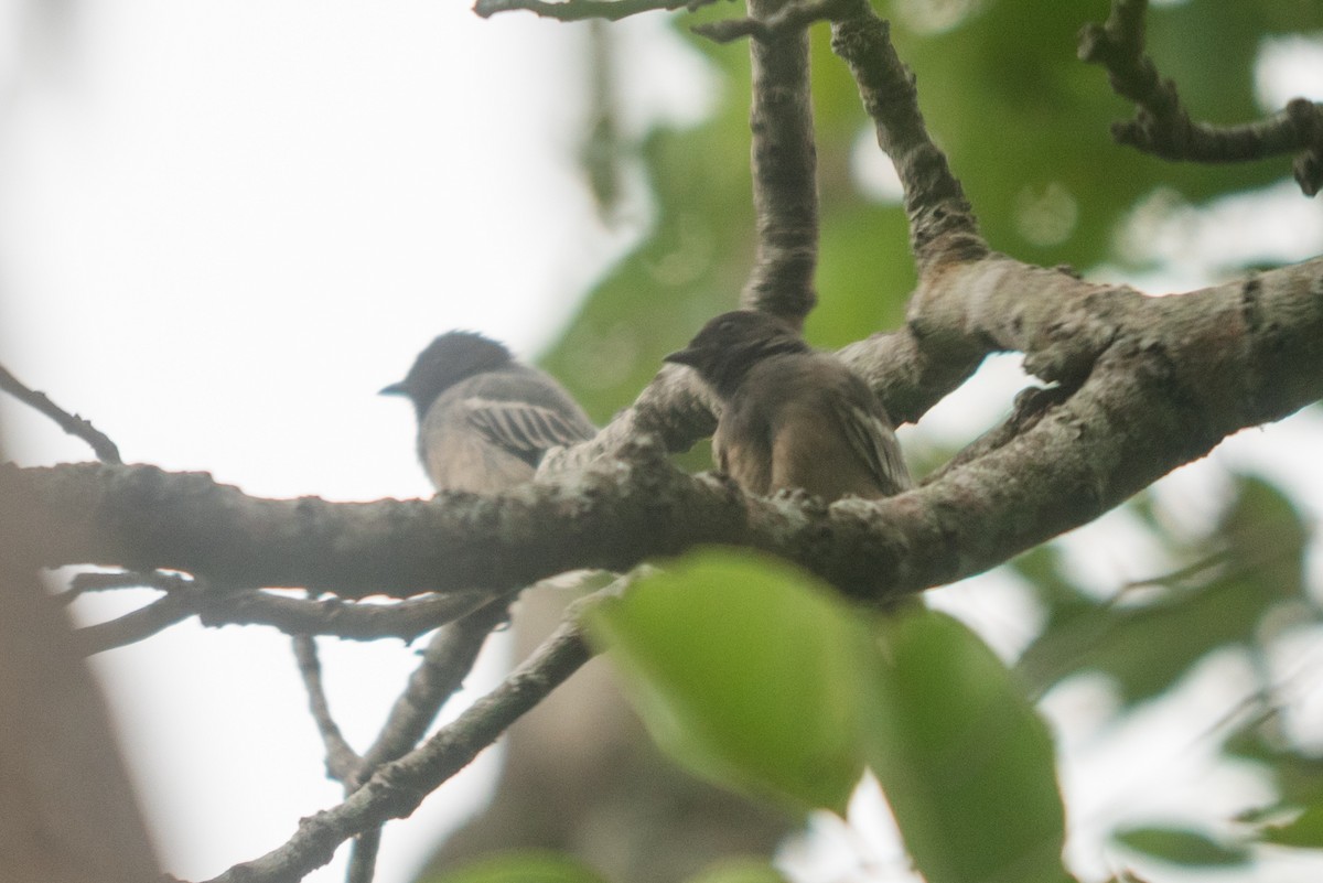 Rufous-bellied Tit (Cinnamon-breasted) - ML647168732