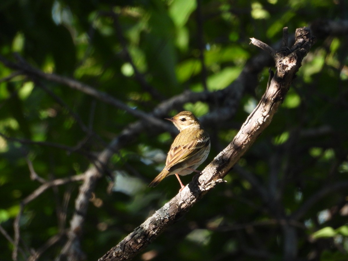 Pipit à dos olive - ML647168733