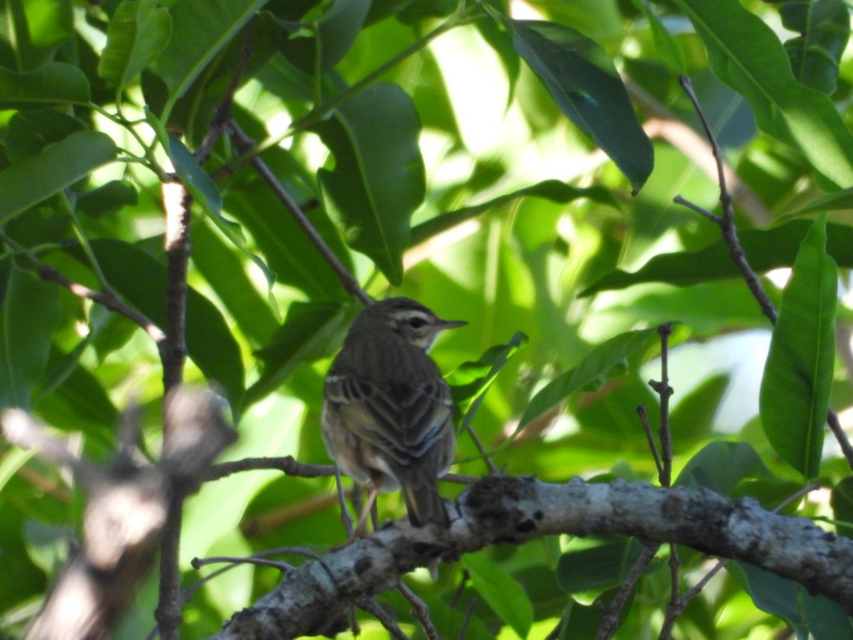 Pipit à dos olive - ML647168734